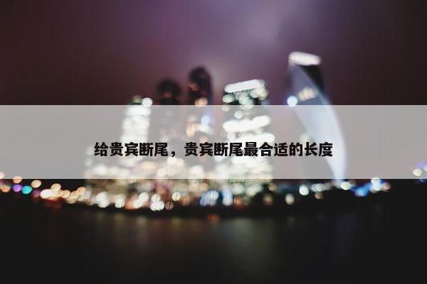 给贵宾断尾，贵宾断尾最合适的长度