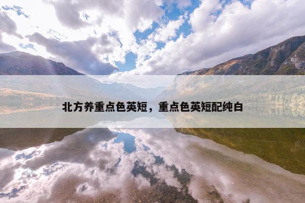 北方养重点色英短，重点色英短配纯白