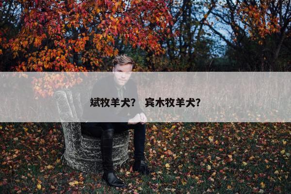 斌牧羊犬？ 宾木牧羊犬？