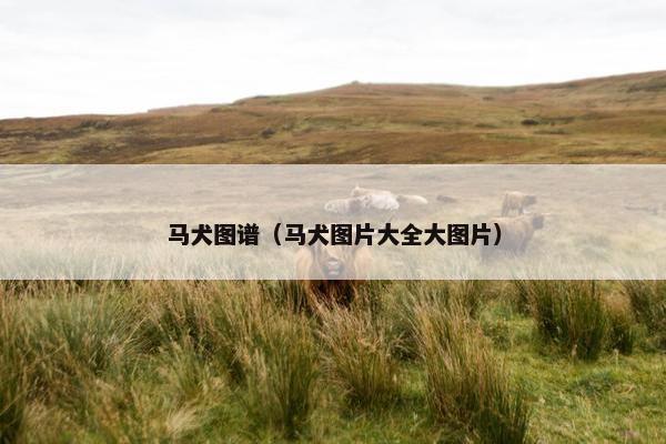 马犬图谱（马犬图片大全大图片）