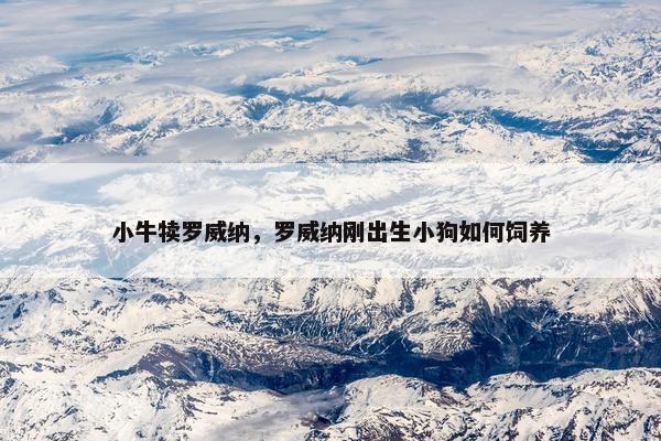 小牛犊罗威纳，罗威纳刚出生小狗如何饲养