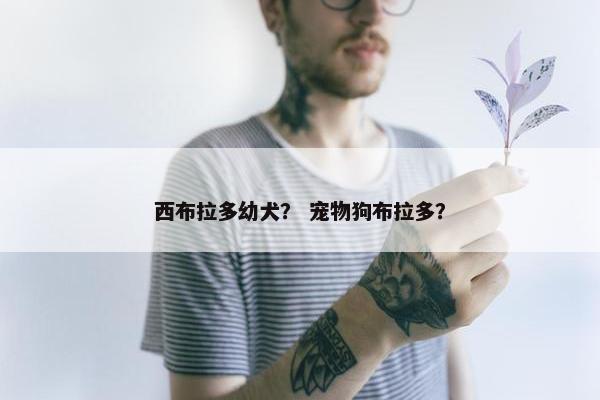 西布拉多幼犬？ 宠物狗布拉多？