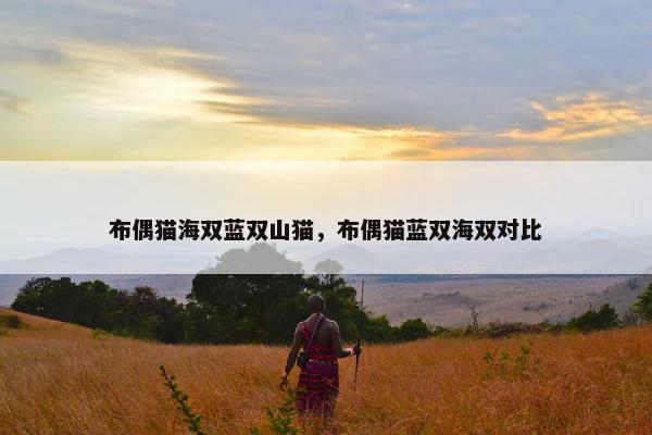 布偶猫海双蓝双山猫，布偶猫蓝双海双对比