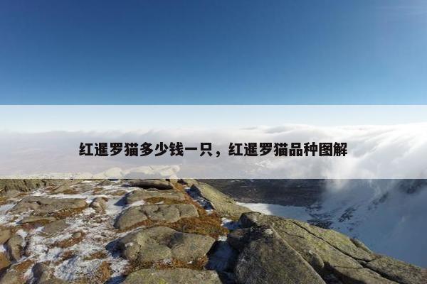 红暹罗猫多少钱一只，红暹罗猫品种图解