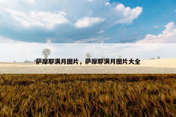 萨摩耶满月图片，萨摩耶满月图片大全