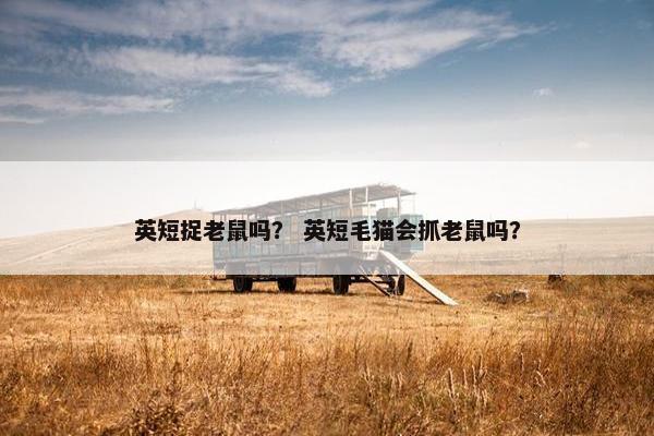 英短捉老鼠吗？ 英短毛猫会抓老鼠吗？