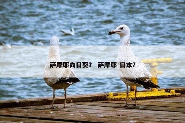 萨摩耶向日葵？ 萨摩耶 日本？