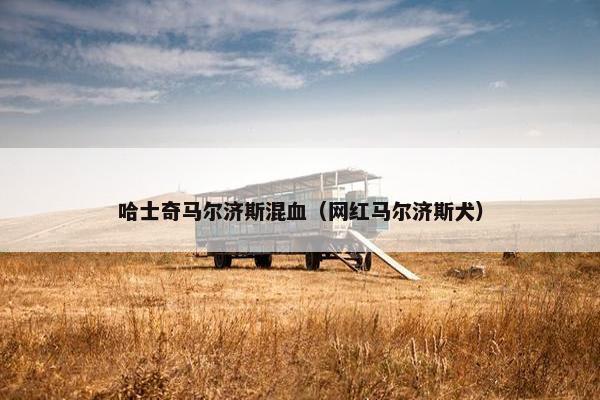 哈士奇马尔济斯混血（网红马尔济斯犬）