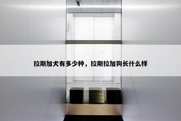 拉斯加犬有多少种，拉斯拉加狗长什么样