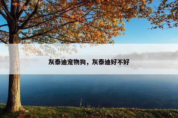 灰泰迪宠物狗，灰泰迪好不好