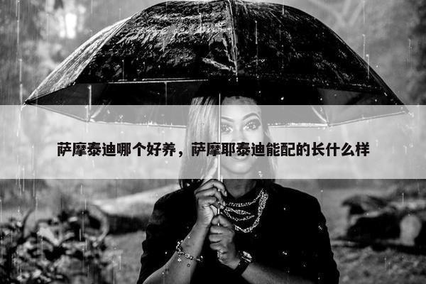 萨摩泰迪哪个好养，萨摩耶泰迪能配的长什么样