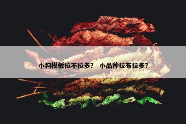 小狗模板拉不拉多？ 小品种拉布拉多？