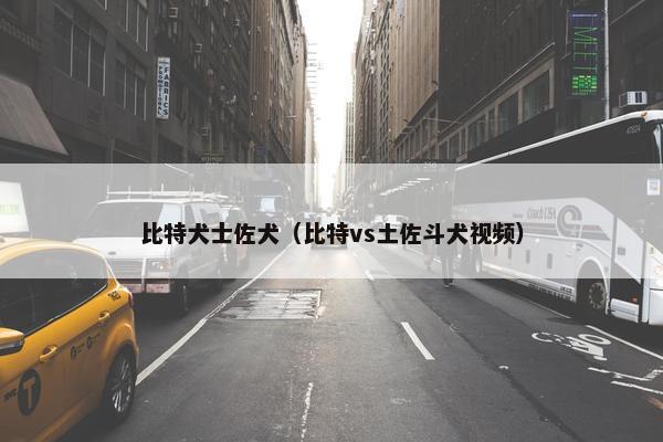 比特犬士佐犬（比特vs土佐斗犬视频）