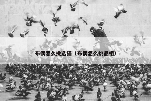 布偶怎么挑选猫（布偶怎么挑品相）