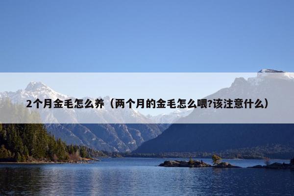 2个月金毛怎么养（两个月的金毛怎么喂?该注意什么）