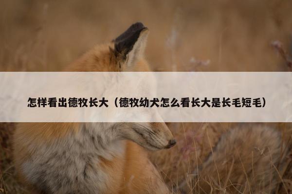 怎样看出德牧长大（德牧幼犬怎么看长大是长毛短毛）
