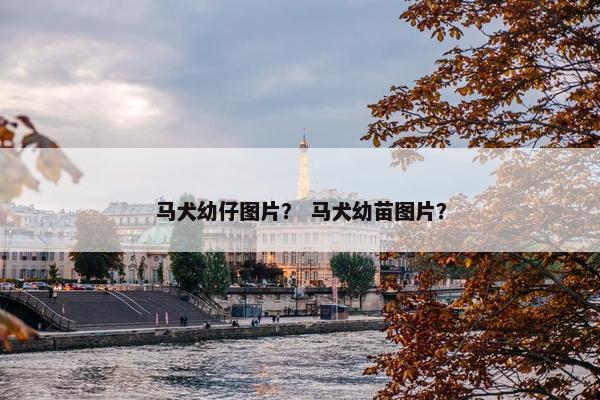 马犬幼仔图片？ 马犬幼苗图片？