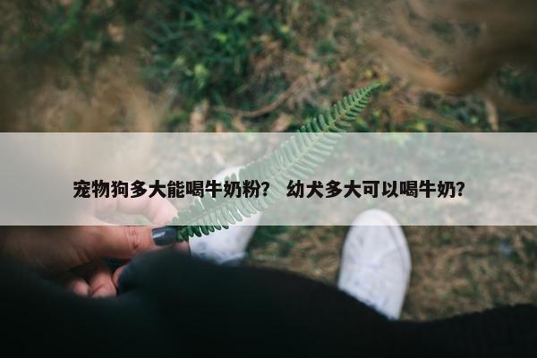 宠物狗多大能喝牛奶粉？ 幼犬多大可以喝牛奶？