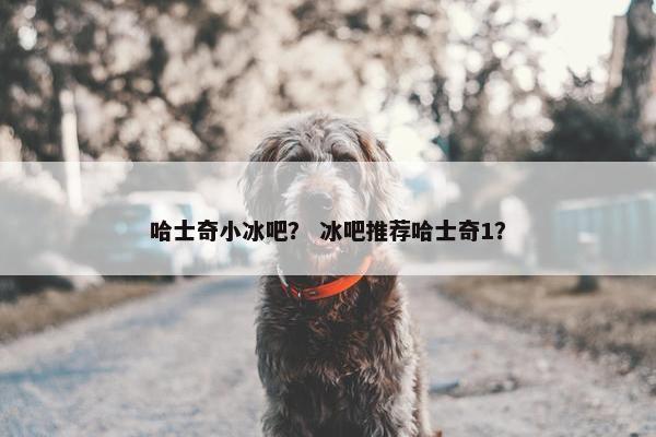 哈士奇小冰吧？ 冰吧推荐哈士奇1？