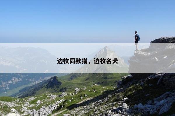 边牧同款猫，边牧名犬