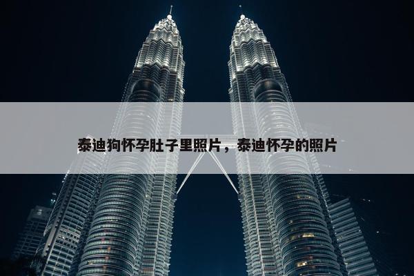 泰迪狗怀孕肚子里照片，泰迪怀孕的照片