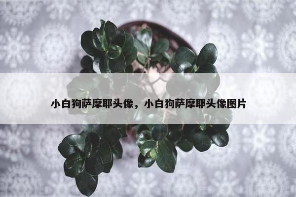 小白狗萨摩耶头像，小白狗萨摩耶头像图片