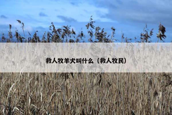 救人牧羊犬叫什么（救人牧民）