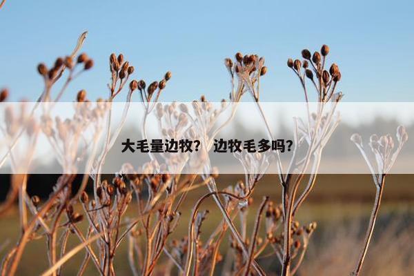 大毛量边牧？ 边牧毛多吗？