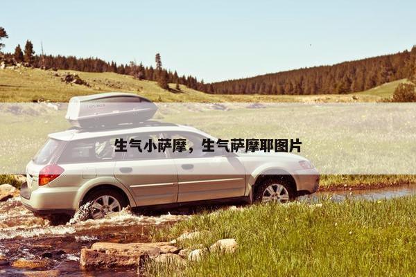 生气小萨摩，生气萨摩耶图片