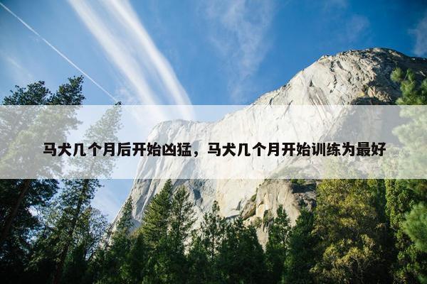 马犬几个月后开始凶猛，马犬几个月开始训练为最好