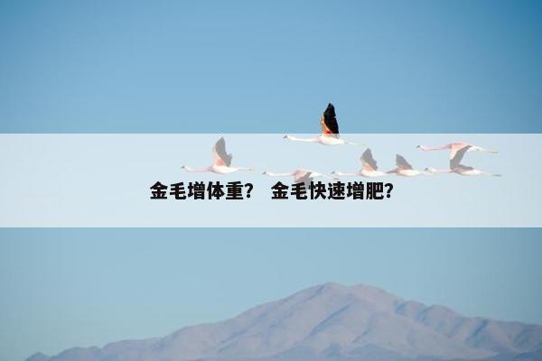 金毛增体重？ 金毛快速增肥？