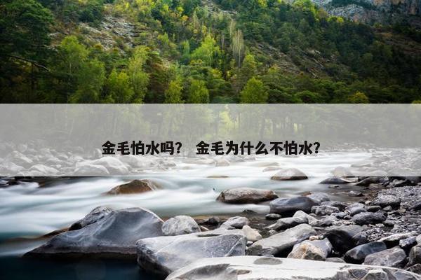 金毛怕水吗？ 金毛为什么不怕水？