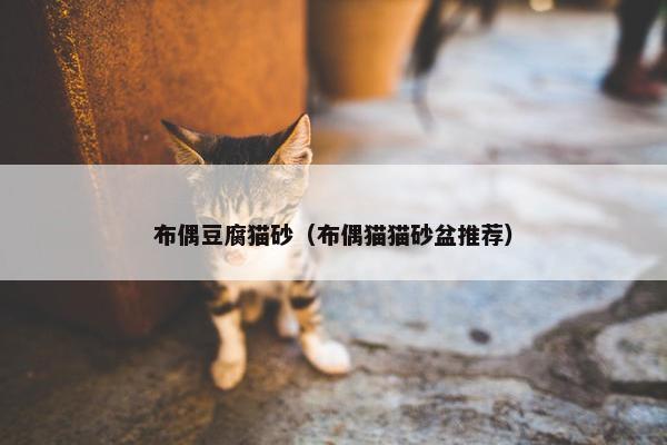 布偶豆腐猫砂（布偶猫猫砂盆推荐）