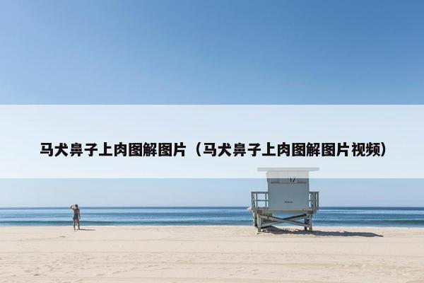 马犬鼻子上肉图解图片（马犬鼻子上肉图解图片视频）