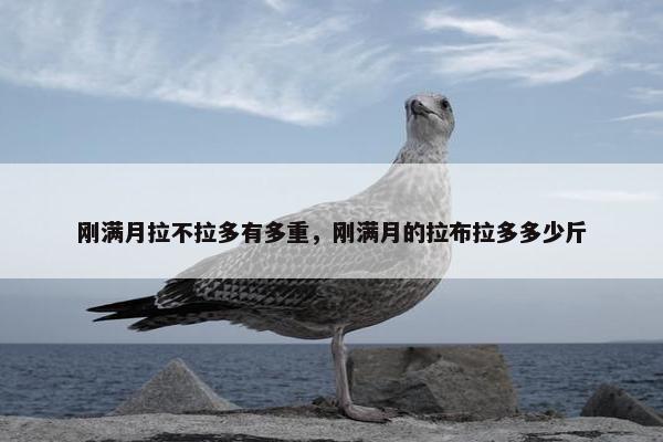 刚满月拉不拉多有多重，刚满月的拉布拉多多少斤