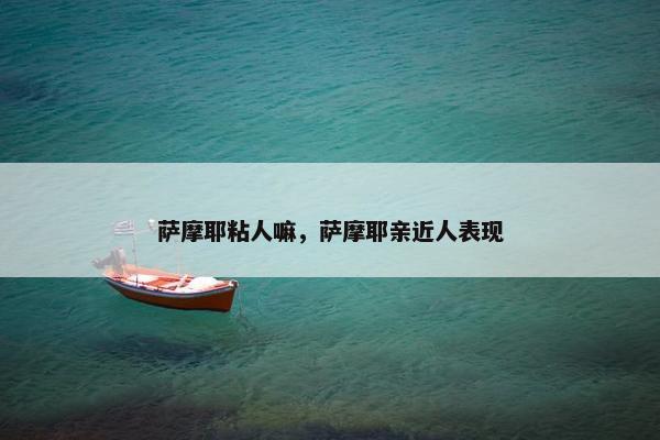 萨摩耶粘人嘛，萨摩耶亲近人表现