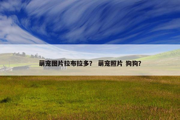 萌宠图片拉布拉多？ 萌宠照片 狗狗？