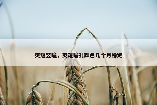 英短竖瞳，英短瞳孔颜色几个月稳定