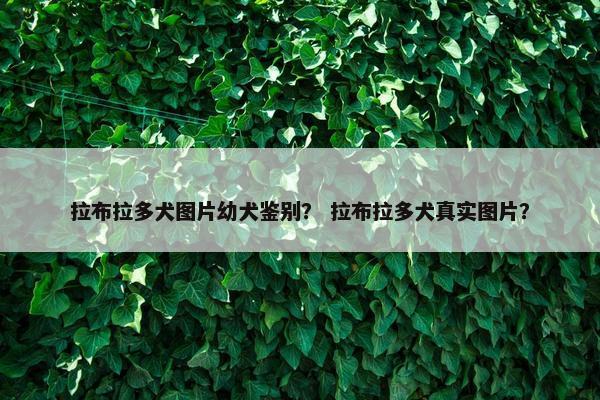 拉布拉多犬图片幼犬鉴别？ 拉布拉多犬真实图片？