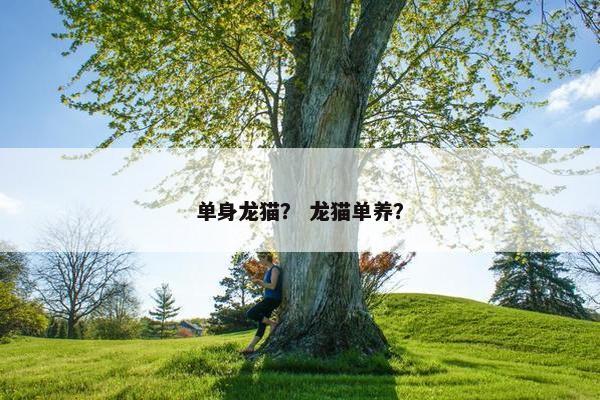 单身龙猫？ 龙猫单养？