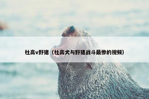 杜高v野猪（杜高犬与野猪战斗最惨的视频）