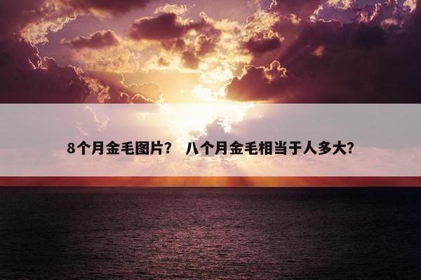 8个月金毛图片？ 八个月金毛相当于人多大？