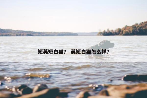 短英短白猫？ 英短白猫怎么样？