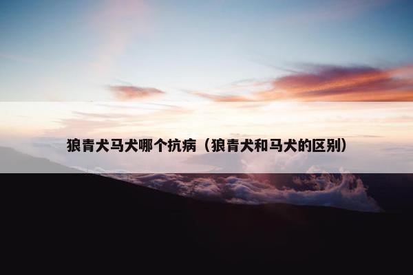 狼青犬马犬哪个抗病（狼青犬和马犬的区别）
