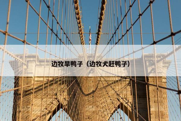 边牧旱鸭子（边牧犬赶鸭子）