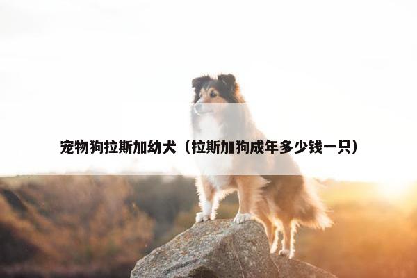 宠物狗拉斯加幼犬（拉斯加狗成年多少钱一只）