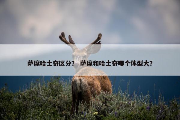 萨摩哈士奇区分？ 萨摩和哈士奇哪个体型大？