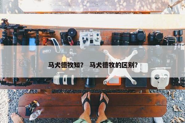 马犬德牧知？ 马犬德牧的区别？