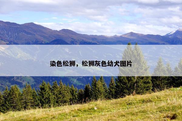 染色松狮，松狮灰色幼犬图片