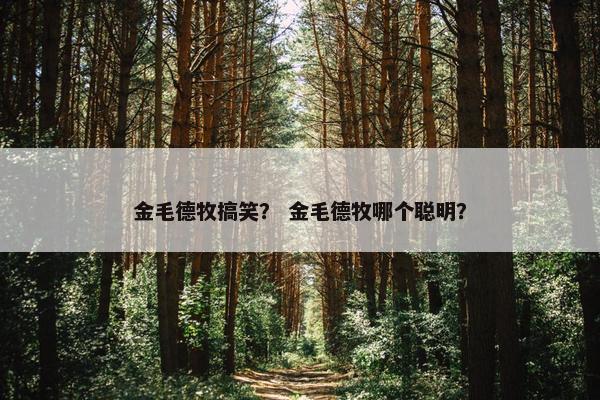 金毛德牧搞笑？ 金毛德牧哪个聪明？